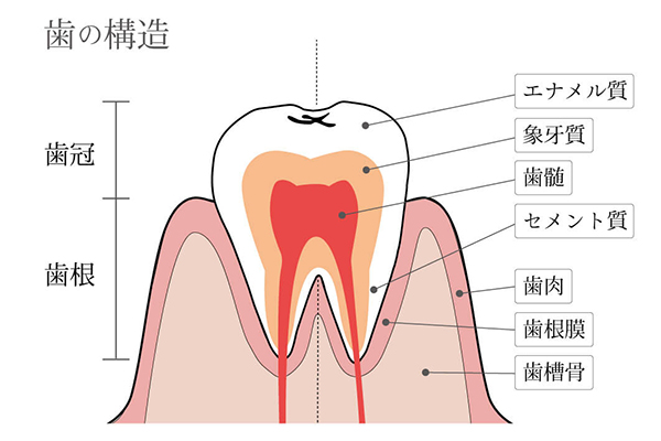 歯の動くしくみ